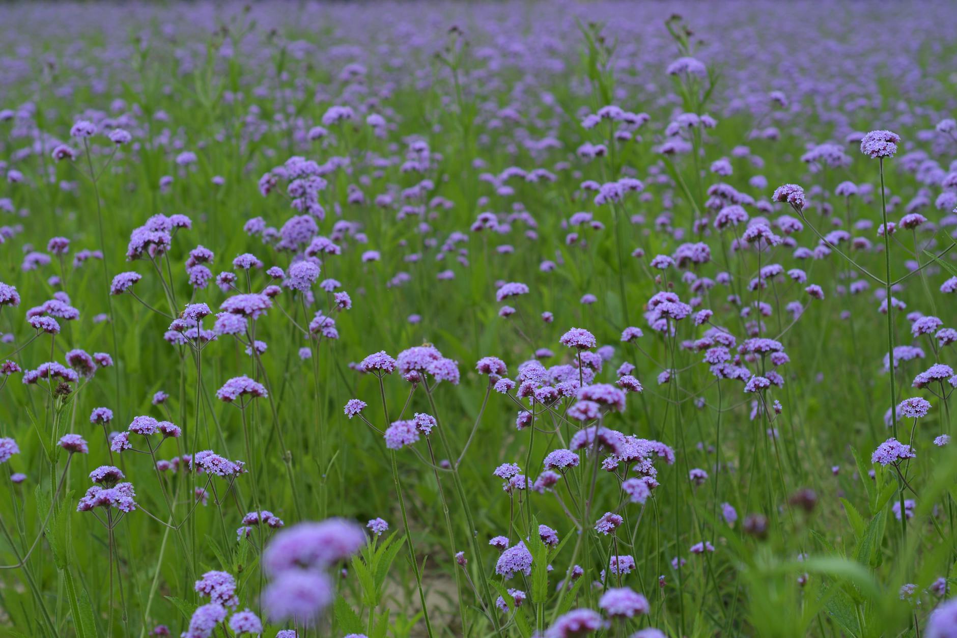 A lush field of purple verbena flowers in full bloom during summer.